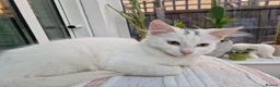 Mixed Breed cats for sale: Beautiful sisters are looking for a loving family  - Advert 3