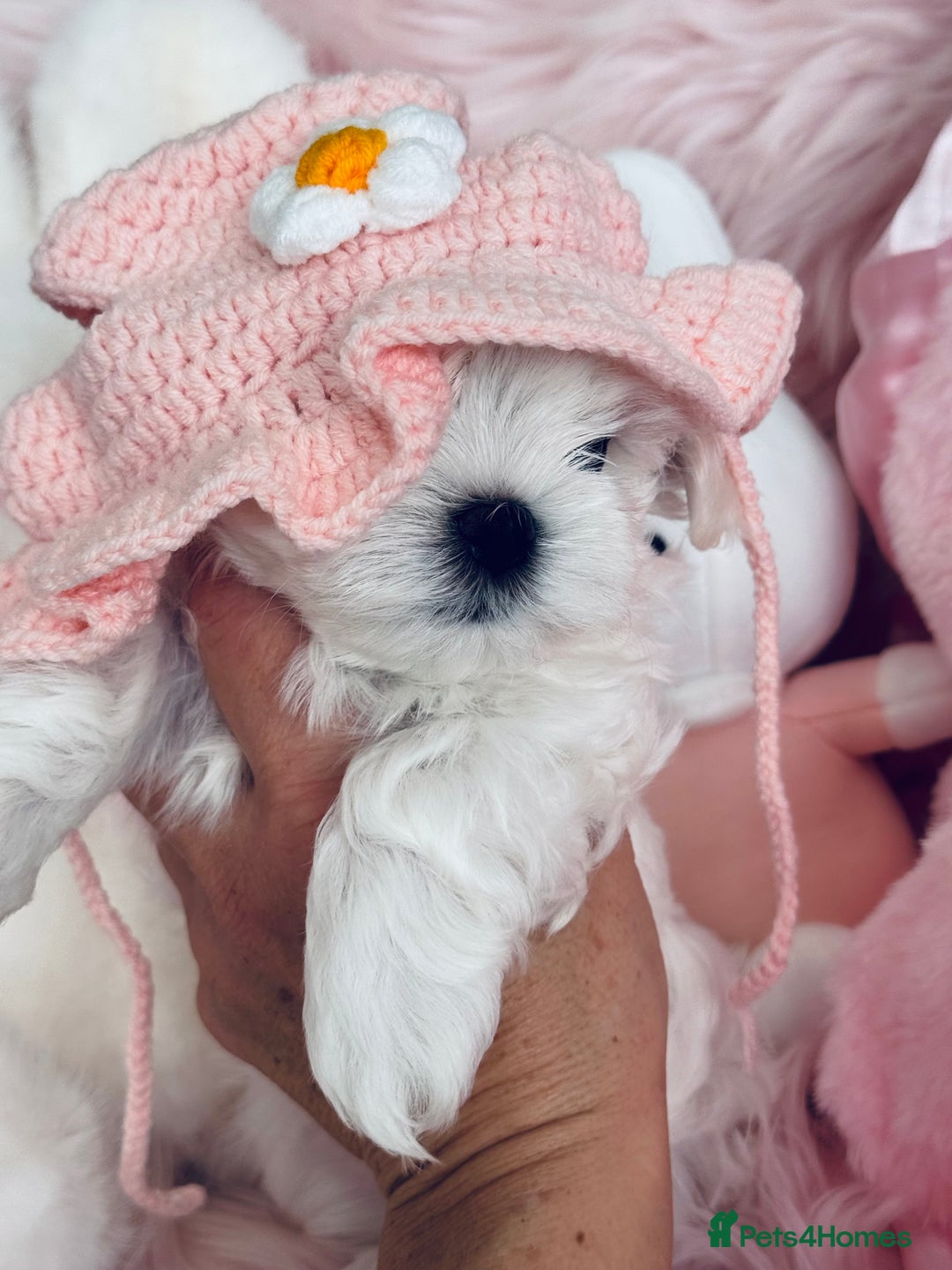 Maltese dogs for sale: 🌟Stunning Tiny Korean Maltese KC Reg🌟 - Advert 16