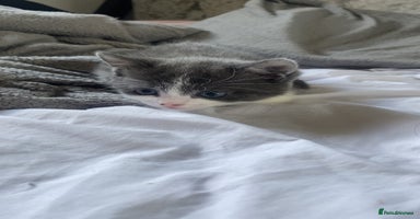 Mixed Breed cats - Advert 1