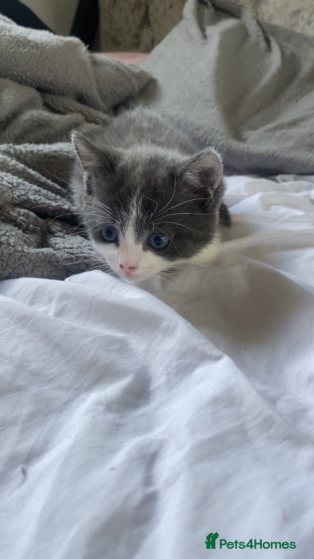 Mixed Breed cats for sale: kittens - Image 3