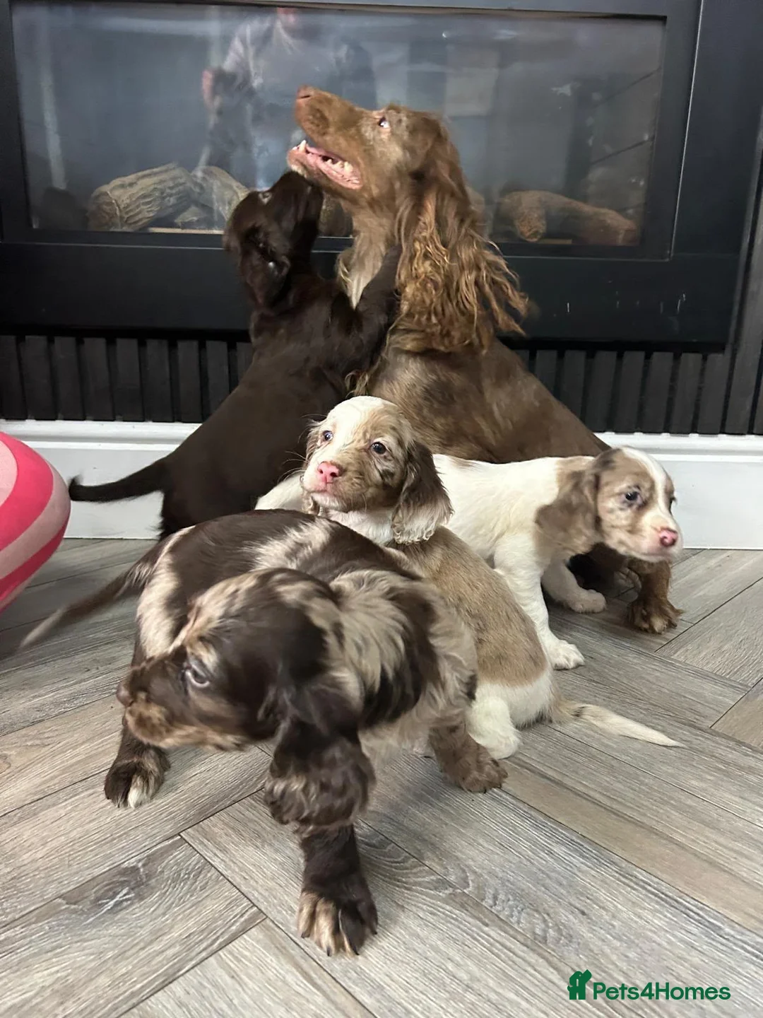 Cocker Spaniel dogs for sale: Female cocker spaniel  - Advert 1