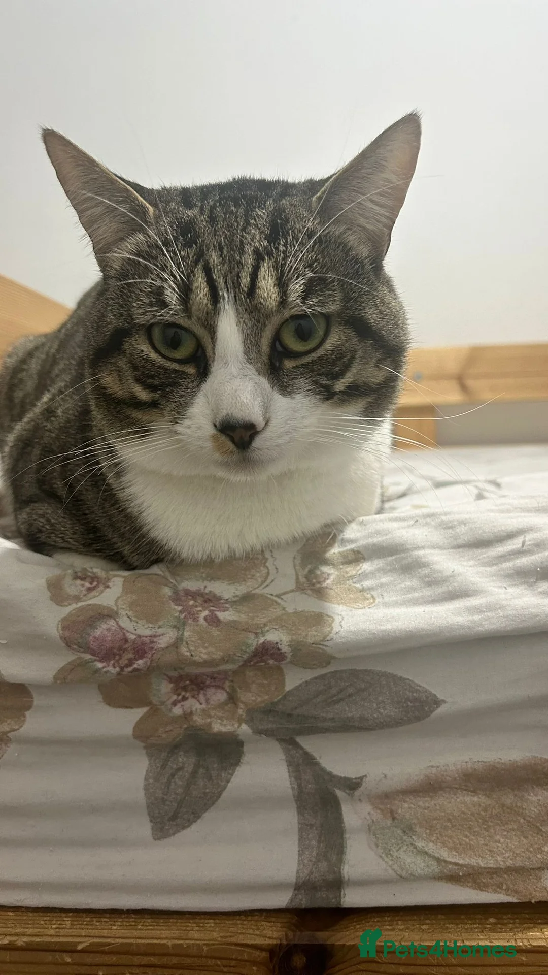 Mixed Breed cats for sale: Ziggy male cat looking loving home  - Advert 2
