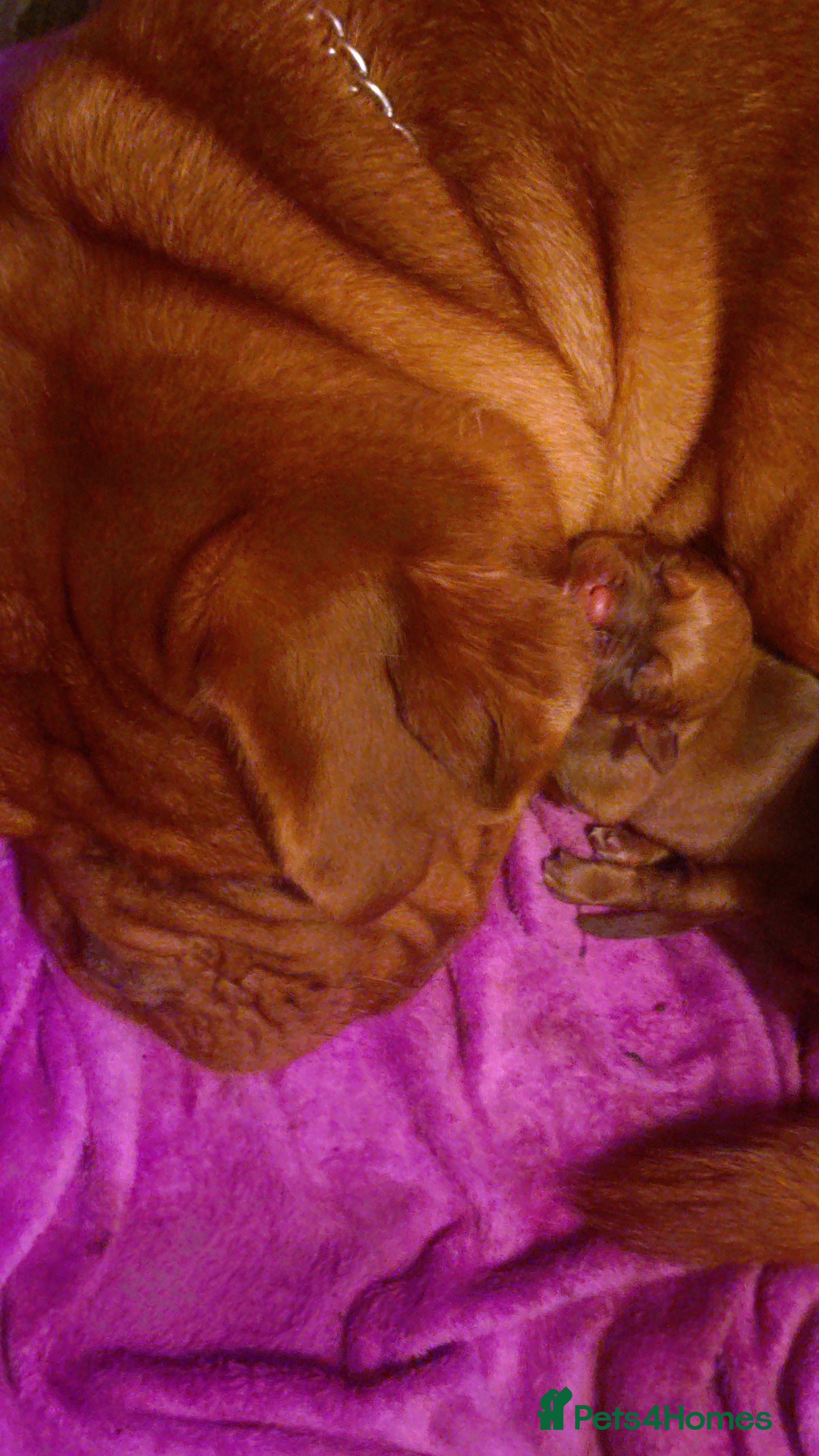 Dogue De Bordeaux dogs Dogue de Bordeaux pups - Advert 1