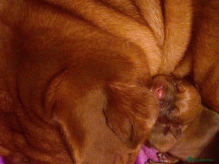 Dogue De Bordeaux dogs Dogue de Bordeaux pups - Advert 3