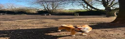 Mixed Breed dogs for sale: Corgi Inu - Advert 4