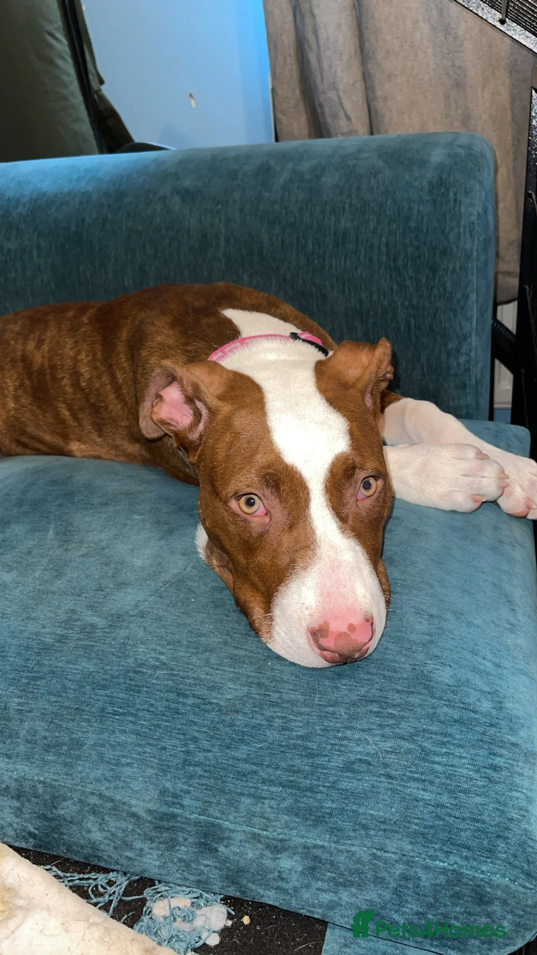 Mixed Breed dogs for sale: Female pup  - Advert 1