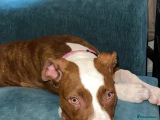 Mixed Breed dogs Female pup - Advert 1