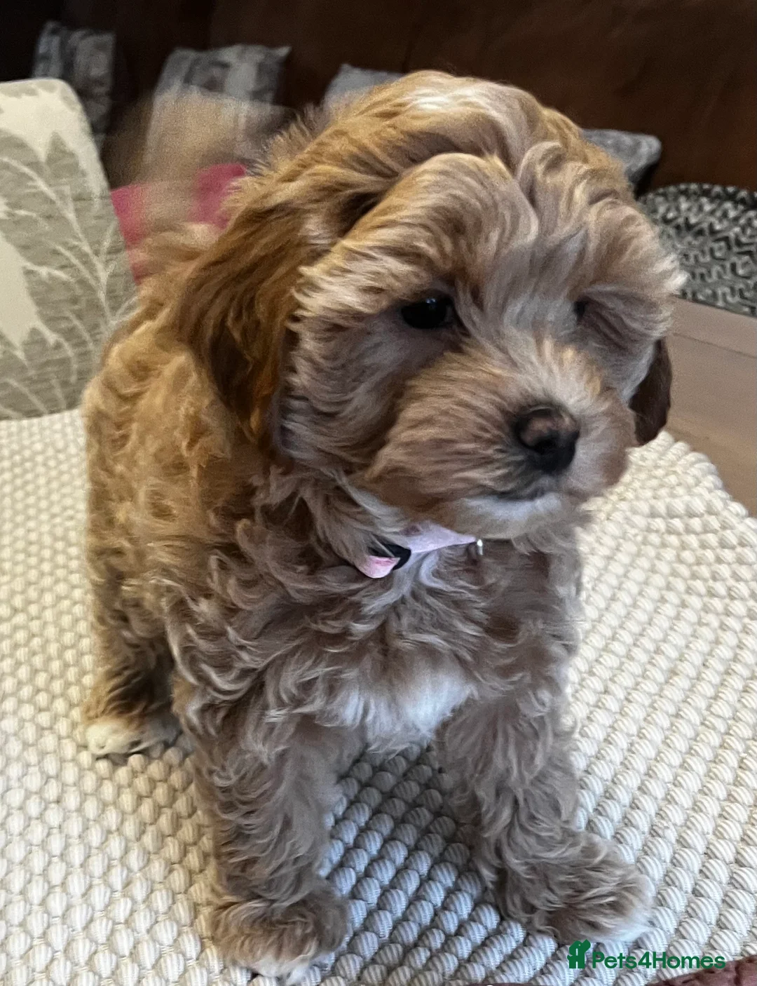 Maltipoo dogs for sale: Gorgeous Maltipoo  - Advert 12