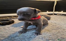 Whippet dogs for sale: excellent litter of Kc reg blue whippet puppies  - Image 7