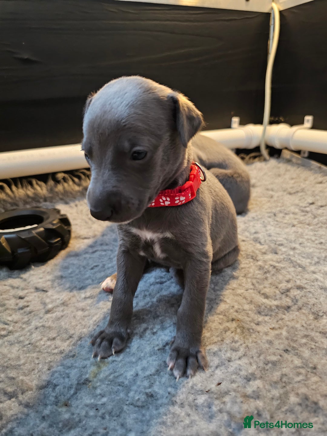 Whippet dogs for sale: excellent litter of Kc reg blue whippet puppies  - Image 7
