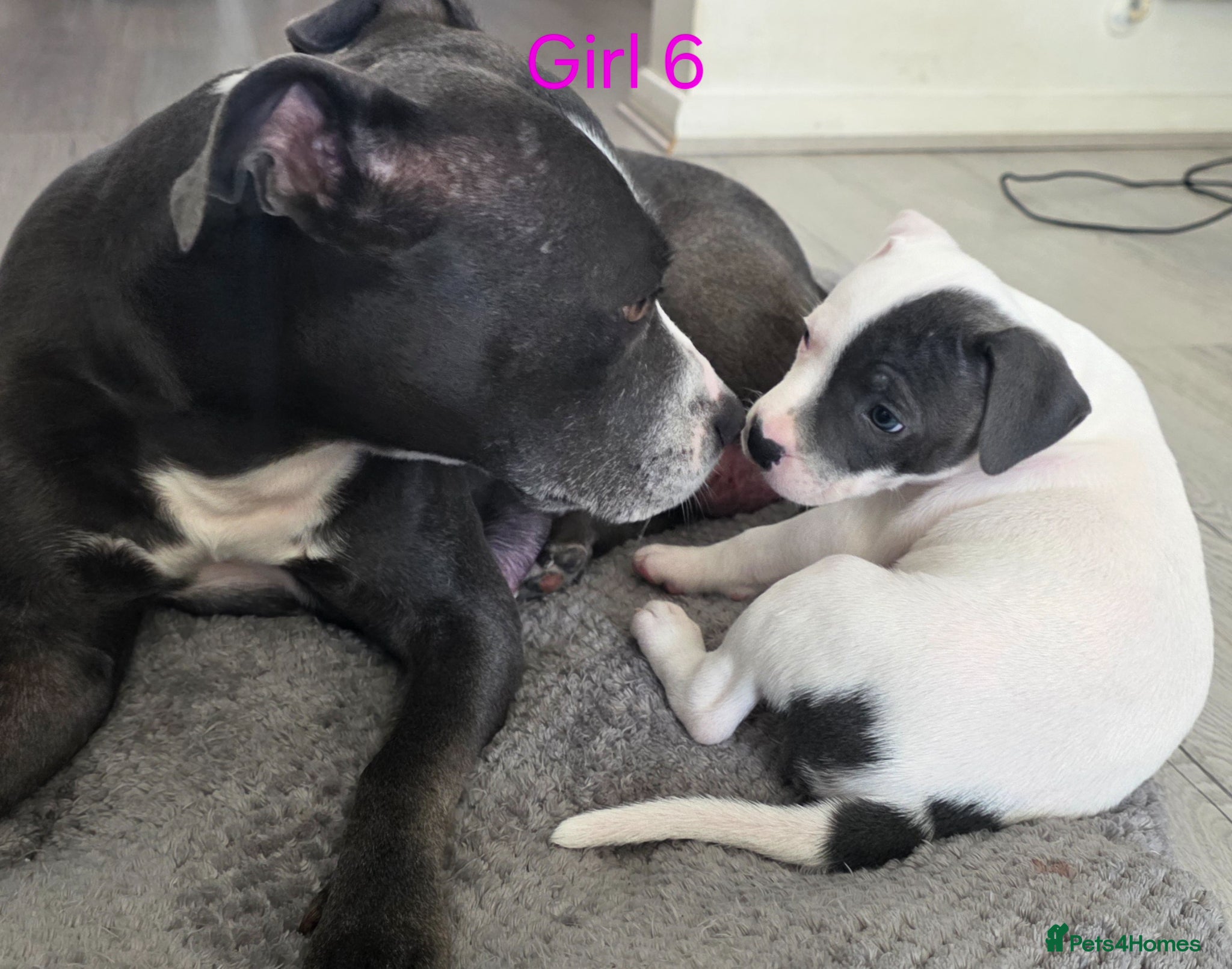 Staffordshire Bull Terrier dogs Litter of blue & blue pied staffie puppies  - Advert 11