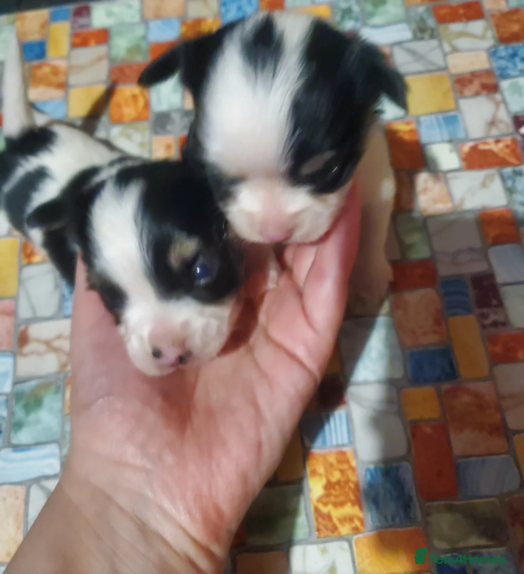 Chihuahua dogs for sale: Long haired Chihuahua pups - Advert 2