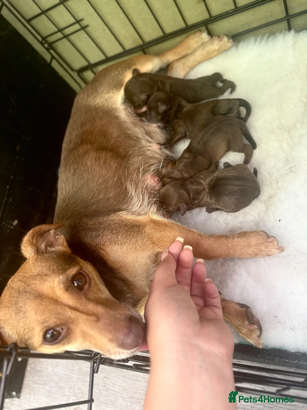 Jackapoo dogs for sale: Beautiful Chocolate/tan jackapoo puppies  - Advert 1