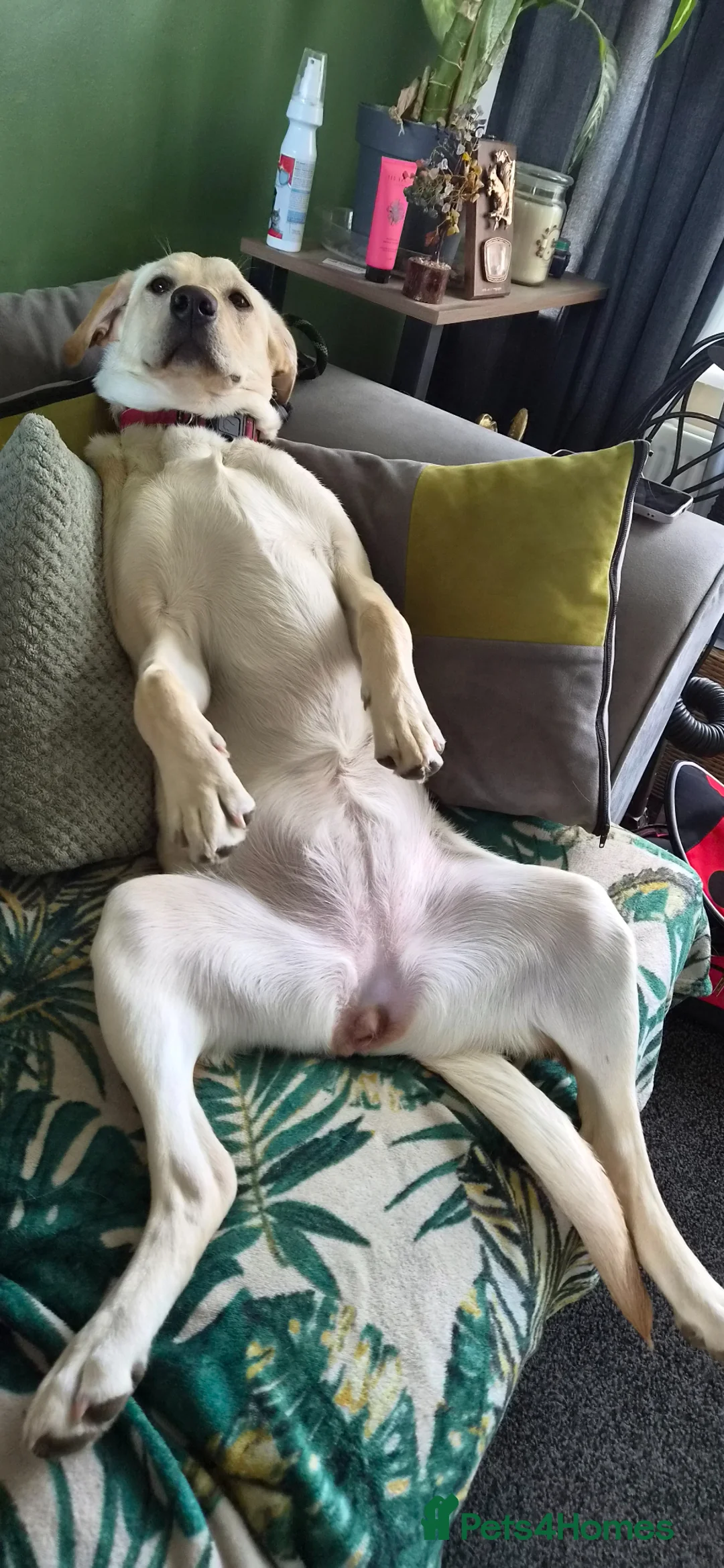 Labrador Retriever dogs for sale: Honey in Newbury - Advert 1