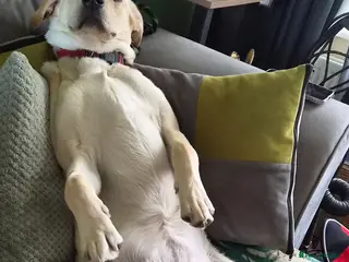 Labrador Retriever dogs Honey - Advert 7