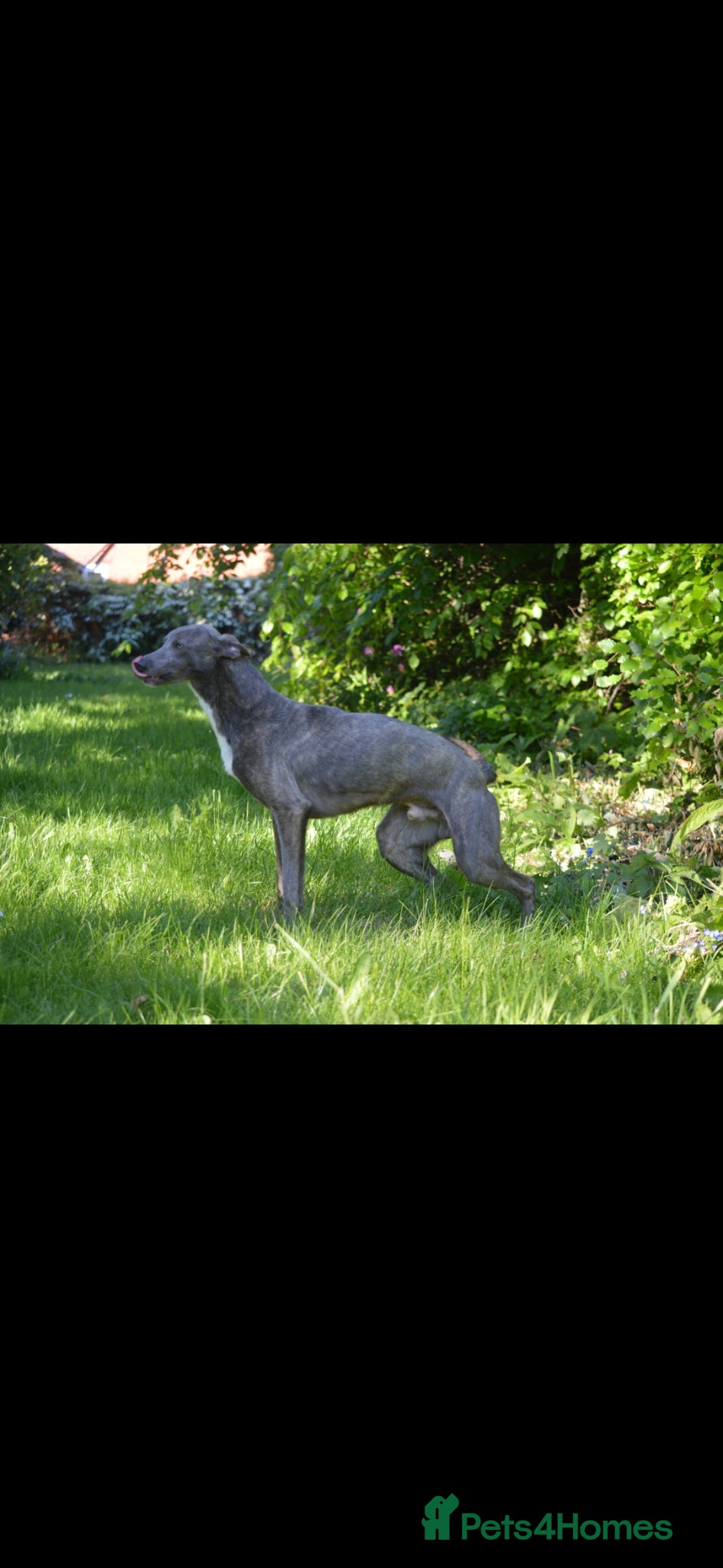 Lurcher dogs Both working an family lurcher pups - Advert 2