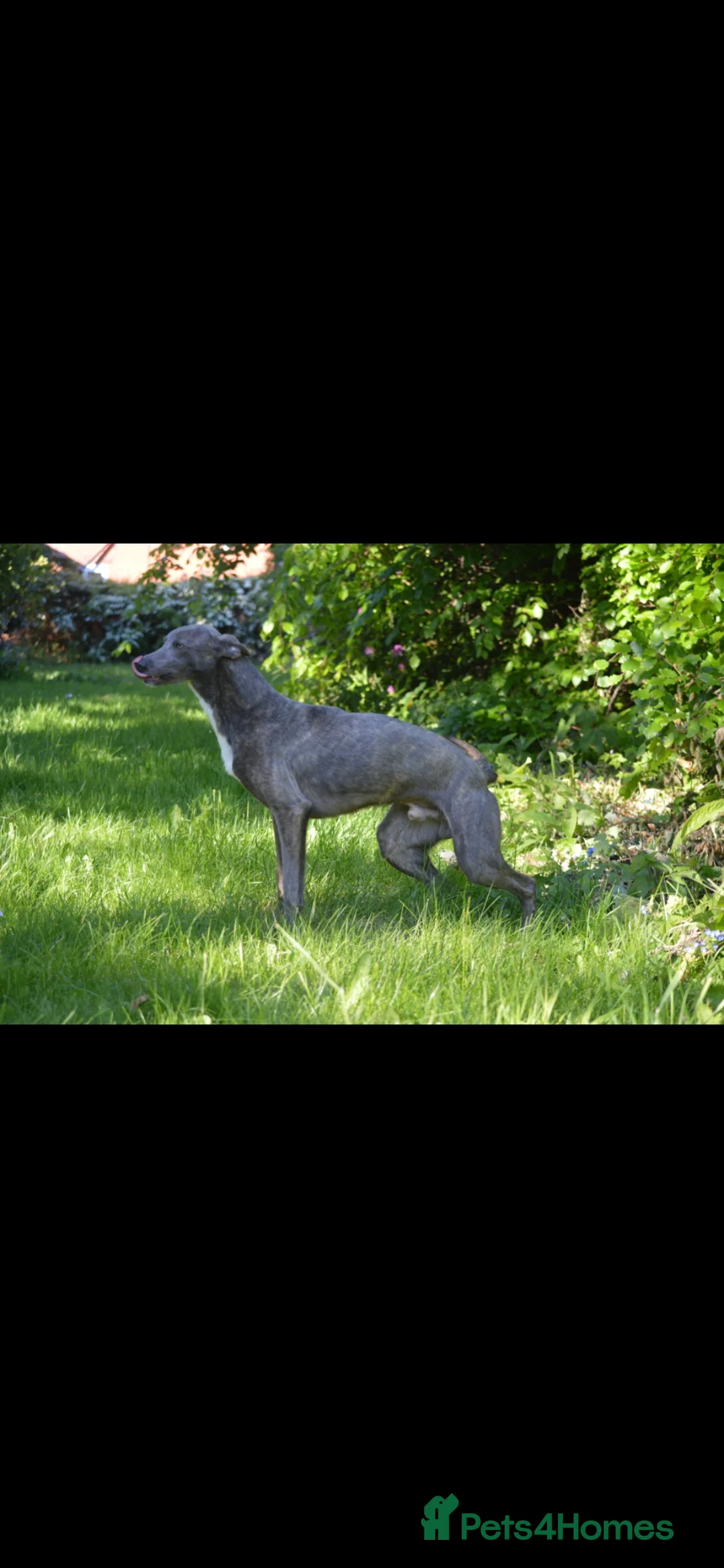 Lurcher dogs for sale: Both working an family lurcher pups - Advert 2