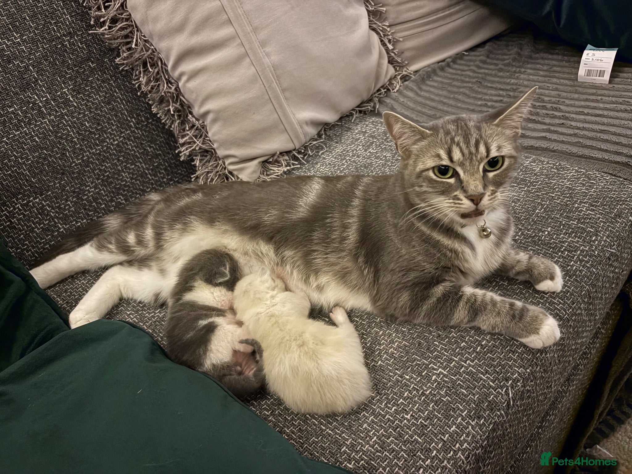British Shorthair cats Pedigree British Short Hair BSH Adorable Female - Advert 1