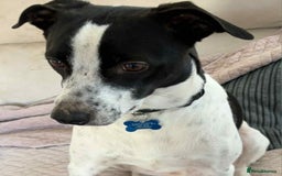 Mixed Breed dogs for sale: Banjo - Bodeguero - Image 2