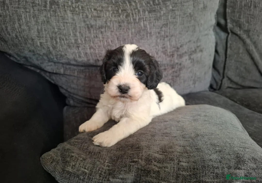 Mixed Breed dogs for sale: Cockapoochon - Advert 1