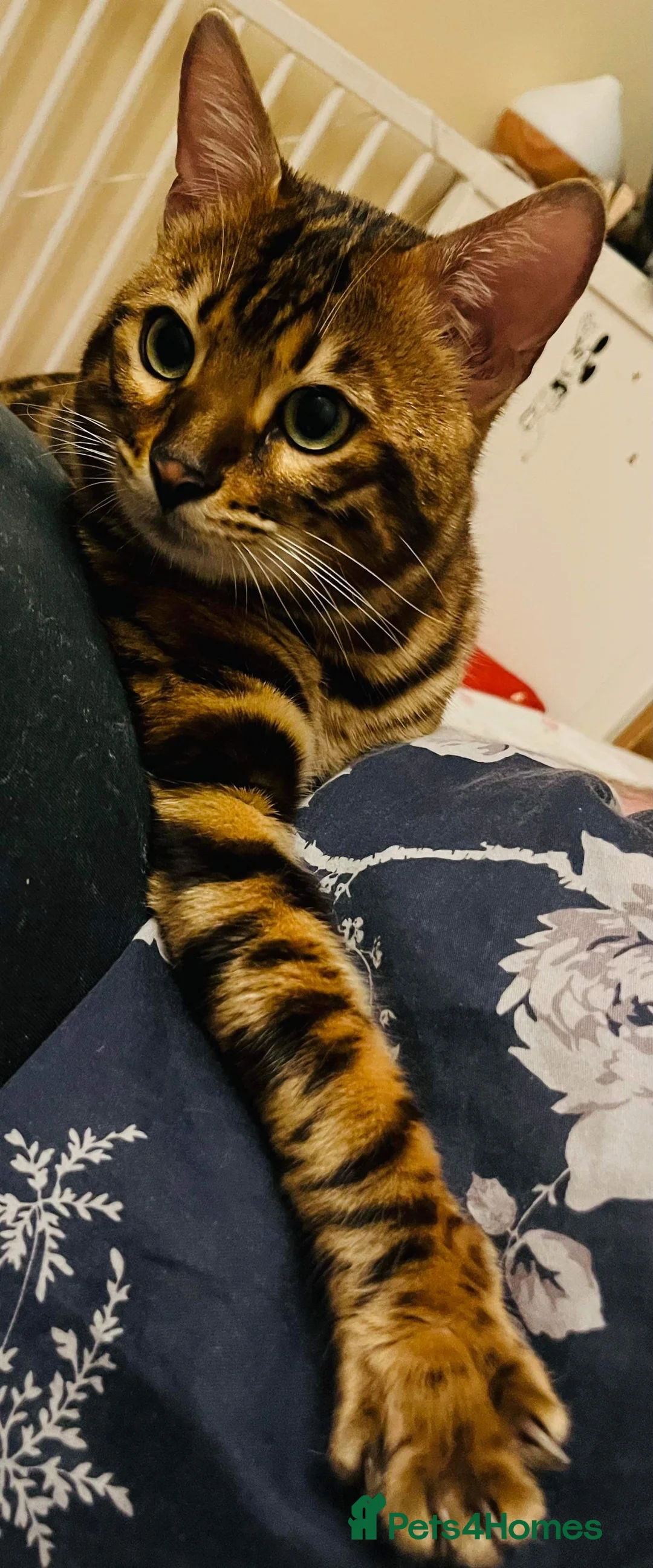 Bengal cats for stud: Adorable pure Bengal boy❤️ for stud in Purfleet - Advert 16
