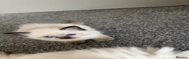 Ragdoll 1