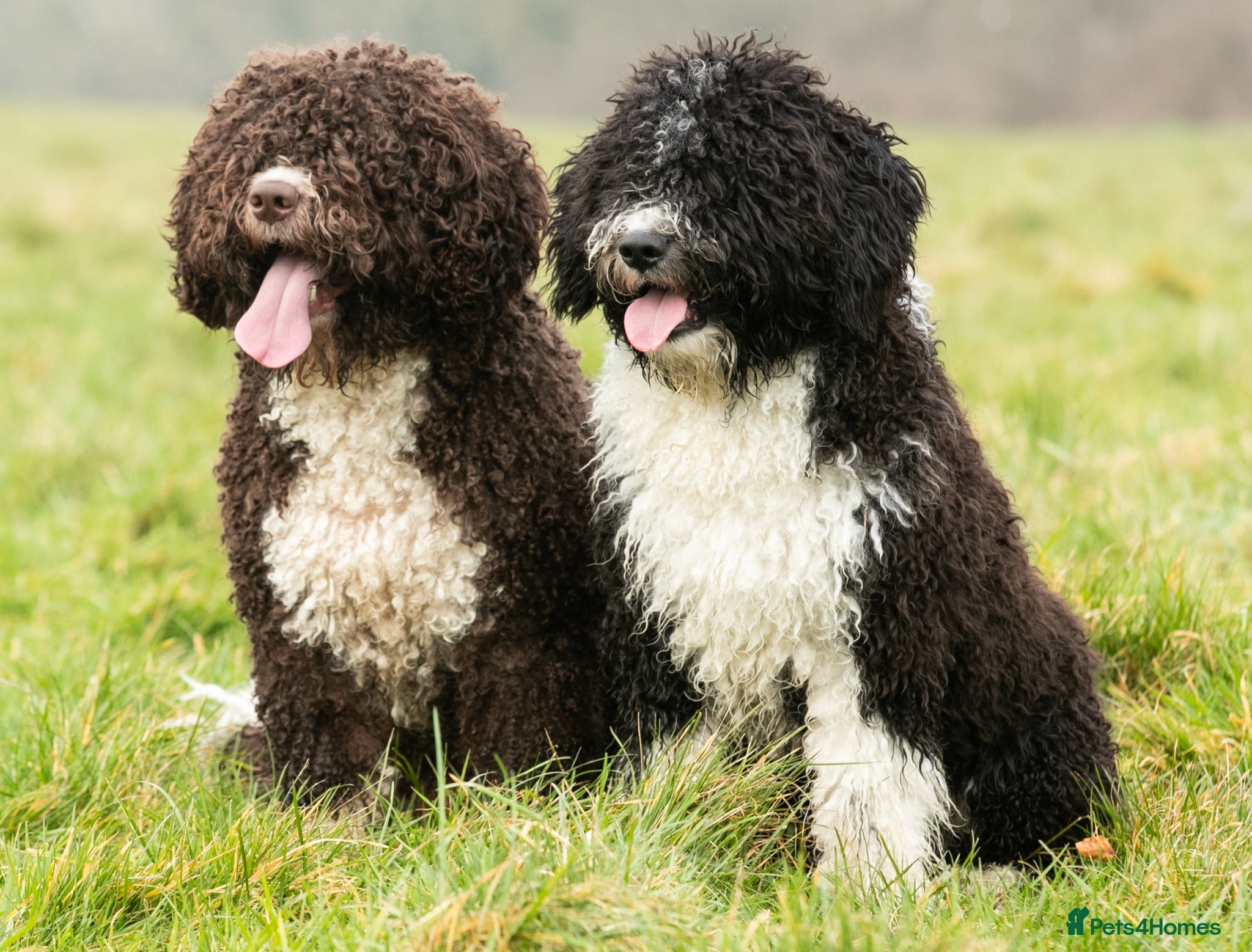 Spanish Water Dog dogs Spanish Water Dog Puppies  - Advert 7
