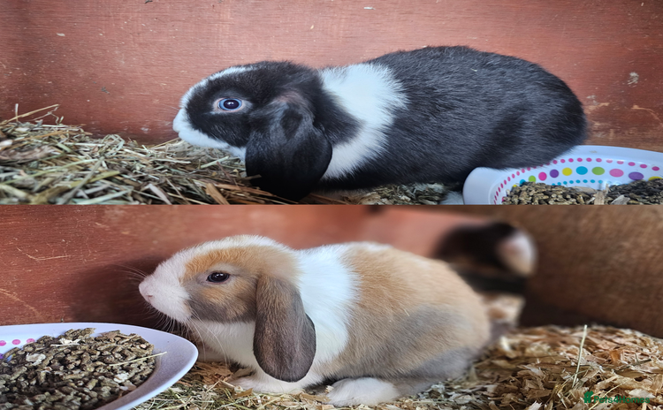 Mini Lop rabbits - Advert 1