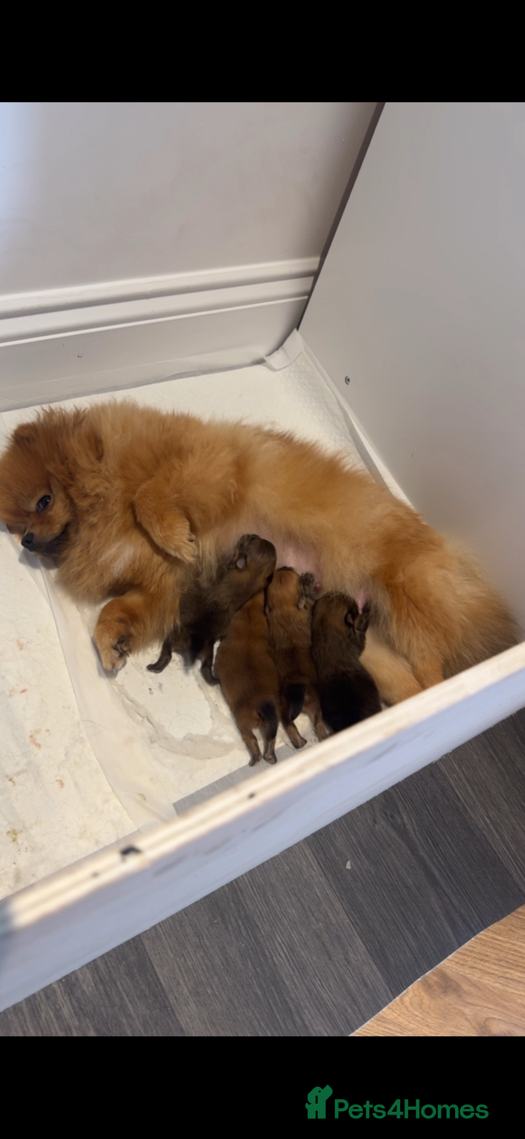 Pomeranian dogs for sale: UK's Best Toy Pomeranian Puppies  - Image 14