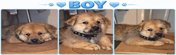 Mixed Breed dogs for sale: Rokita - Advert 1