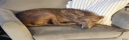 Saluki dogs for sale: 🐾 SALUKI × GREYHOUND PUPPIES - Advert 1