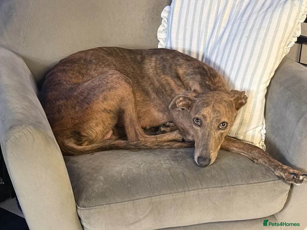 Saluki dogs for sale: 🐾 SALUKI × GREYHOUND PUPPIES - Advert 1