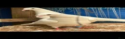 Doves birds for sale: White English pigeons/ Doves - Advert 4