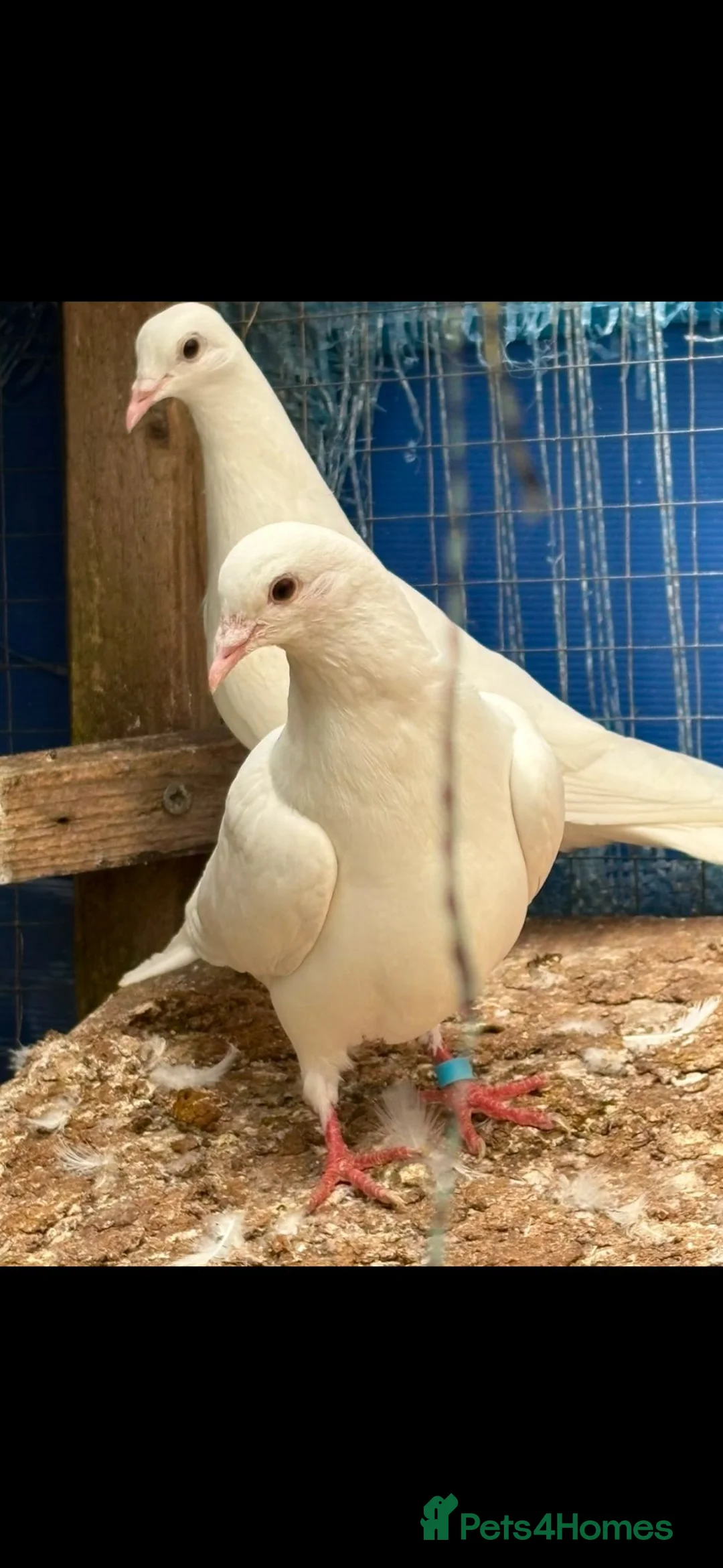 Doves birds for sale: White English pigeons/ Doves - Advert 4