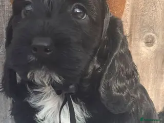 Cockapoo dogs F1 SHOW extensively health tested cockerpoo - Advert 3