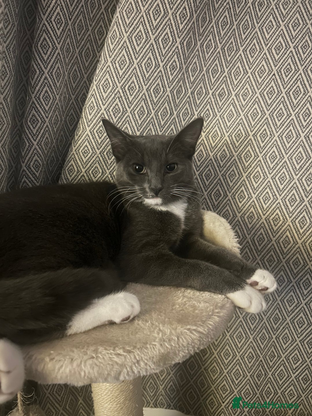 Mixed Breed cats for sale: Grey and white 6 months old  - Image 1