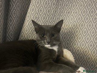 Mixed Breed cats - Advert 2