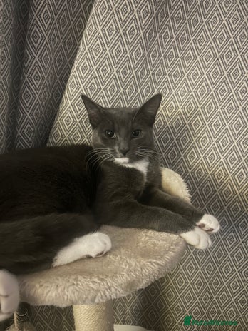 Mixed Breed cats - Advert 1