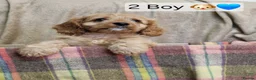 Cavapoo dogs for sale: Cavapoo Bundles of Joy 🥰 - Advert 12