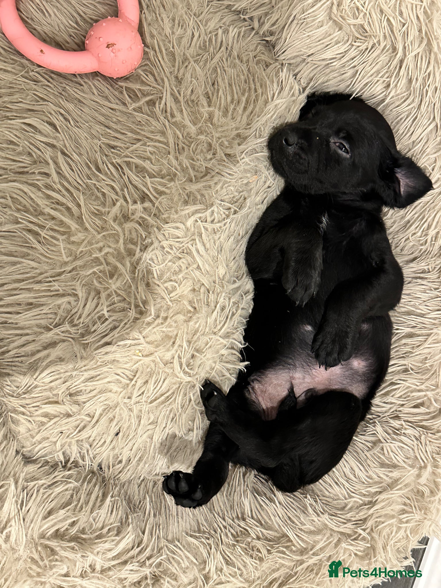 Labrador Retriever dogs Ready to leave, Five pups available 🐶 - Advert 3