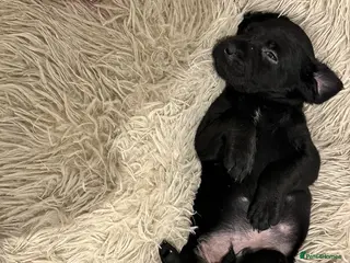 Labrador Retriever dogs Ready to leave, Five pups available 🐶 - Advert 3