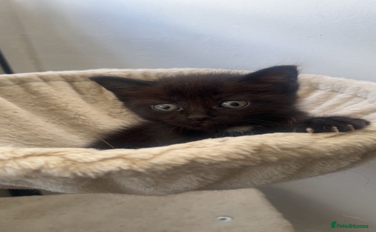 Ragdoll cats - Advert 3