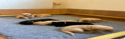 Labrador Retriever dogs for sale: Working Labrador Puppies - Advert 5