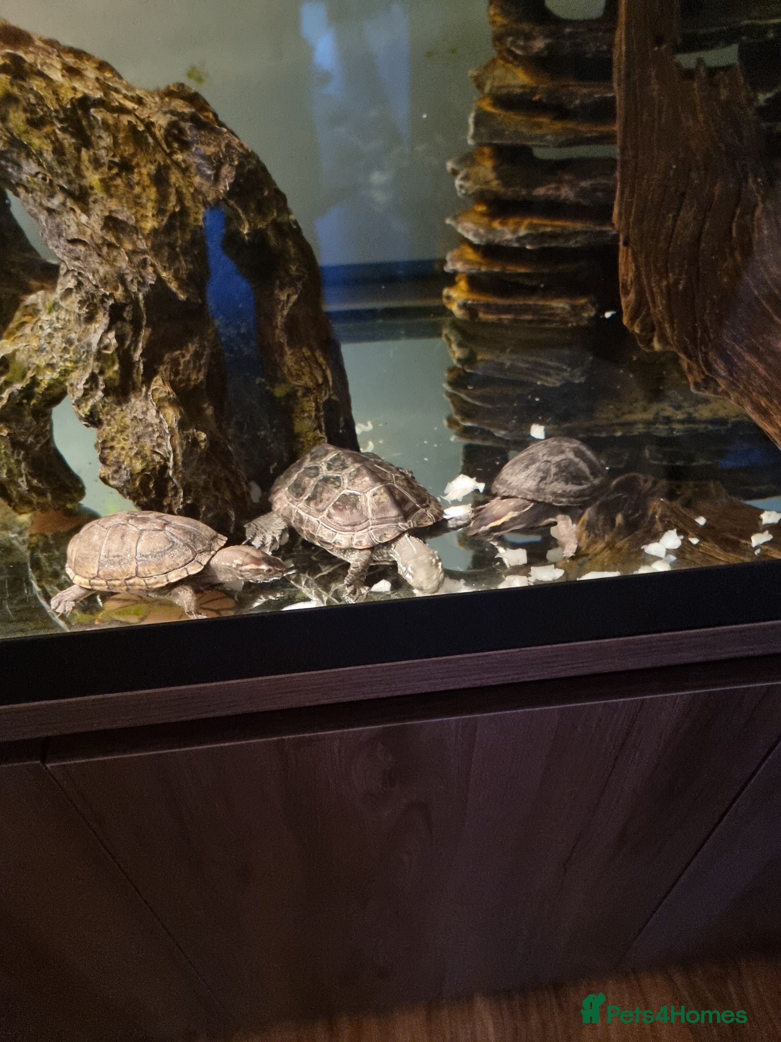 Turtle reptiles Turtles - Advert 4