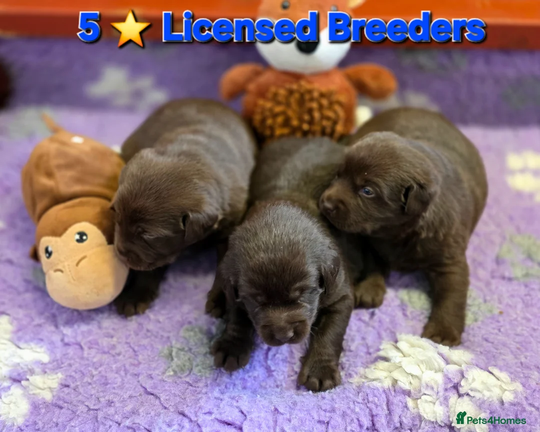Labrador Retriever dogs for sale: Gorgeous Chocolate Labrador puppies. - Advert 1