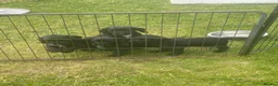 Cocker Spaniel dogs for sale: Strong bold WCS pups Excellent FTCH Pedigree  - Advert 6
