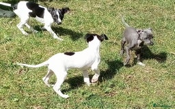 Italian Greyhound dogs for sale: Italian greyhound  - Image 10