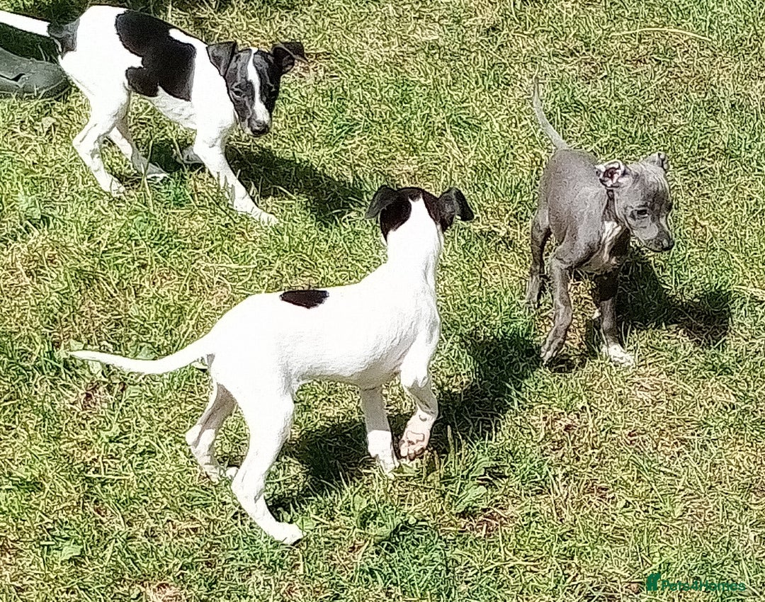 Italian Greyhound dogs for sale: Italian greyhound  - Image 10