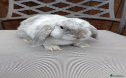 Mini Lop rabbits for sale: Mini lops baby rabbits for sale  - Image 3