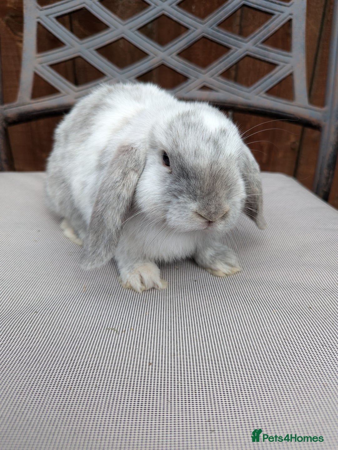 Mini Lop rabbits for sale: Mini lops baby rabbits for sale  - Image 3